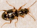 Bembidion quadrimaculatum